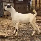 مشروع فحل بيشي اكحل صنف