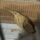 طائر الواق الصغير