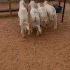 ذبايح رماح الرمحيه والمزاين