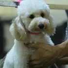 مدرب كلاب
