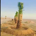 زرعت نخيل وشنطن ونخل عربي
