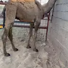 حاشي قصب للبيع