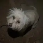 كلبة مالتيزر للتبني