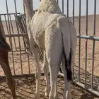 حاشي سمين للبيع