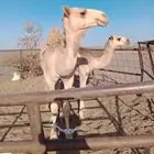قعدان لبيع