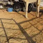للبيع القعود الفاخر