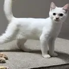 قطط عمرهم 4 شهور ونص