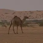 عشراء ضريبه