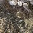 حمام فرنسي للبيع التواصل