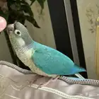 فروخ سينامون تركواز كنيور غر