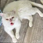 انثى برتش للتبني الرياض