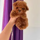 توي بودل ميني تسليم فوري