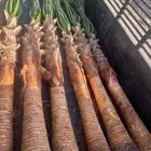 نخل زينه امريكي