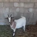 ماعز قزم منتجات