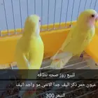 جوز
