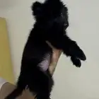 كلبه جيرمن للبيع