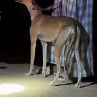سلقه