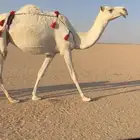 عشراء بكر ضريبه