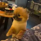 انثى بومورينيان تي كب تيدي فيس كلب محمول للمشاهير والاغنياء