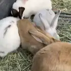 ارانب للبيع