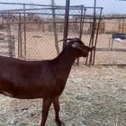 جفره مطوره دهماء