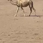 للبيع الشقحى القحه السن ثنيه وعلى جميع الشروط