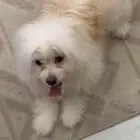 كوتون دي توليار coton de tul ar