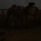 بكرة صفراء