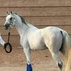 حصان شعبي