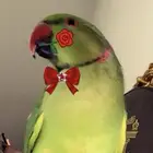 دره هندي للبيع