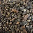 بذور ملوكي