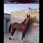 حصان فرنسي
