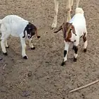 ماعز بورقت مع أولادها الموقع القنفذه