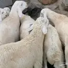 ذبايح طليان ورخال حلال بر ونضيف ويوجد ذبح وتوصيل