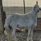 فحل حري كفو