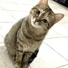 قطتان للتبني