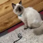 انثى هملايا طالبه تزواج