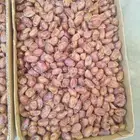 تمر اخلاص عضوي نثر