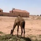 حاشي طيب لباني عمره 9 اشهر على حليب امه والبرسيم