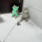قطط لبيع شيرازيه سكوتش )) )