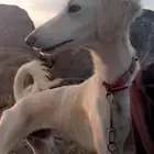 كلب صيد سلقه طيبت بحيل