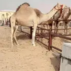 لقحه على شاهين المبتكر بعير بن جرحب منتج للبيع هجن