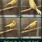البيع كناري ذكر سوري يبدل ريش بدون ملحقت الموقع جواثا رقم