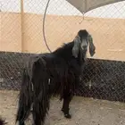 تيس عارضي