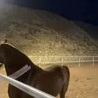 حصان