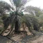 مشروع نخيل للايجار العدد تقريبآ 18 الف