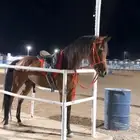 حصان للبيع شيخ