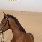 حصان للبيع