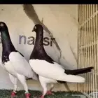 مطلوب حمام يهودي