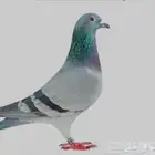 حمام سوادي القصيم ( بريده )